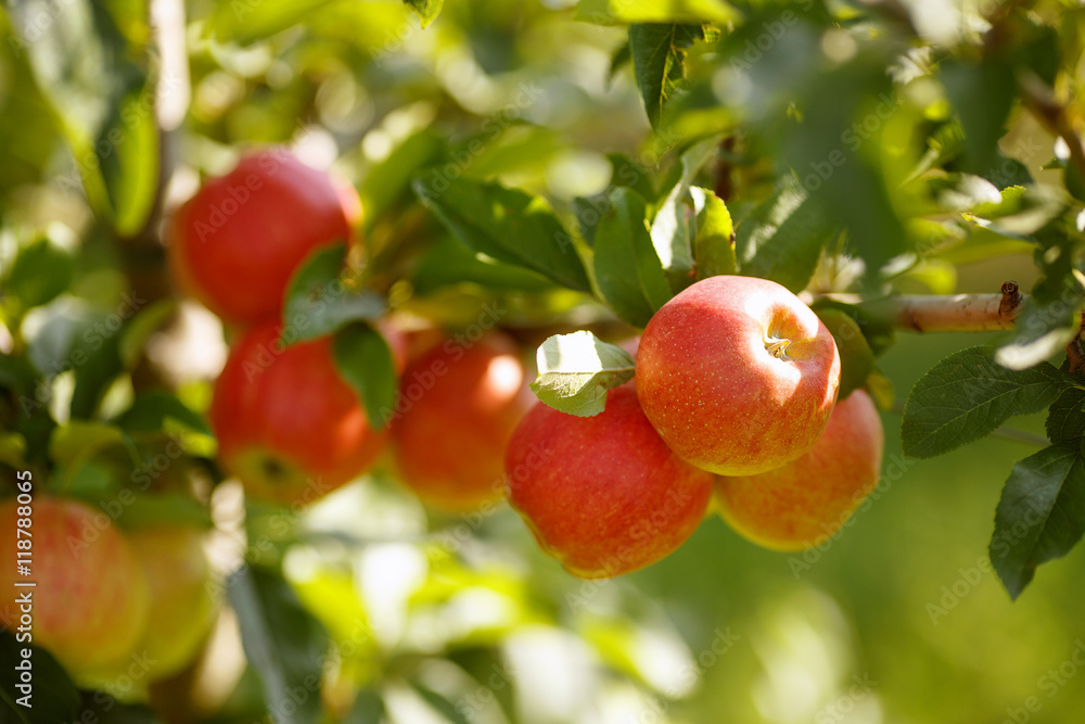 Red apples in a garden Red apples in a garden