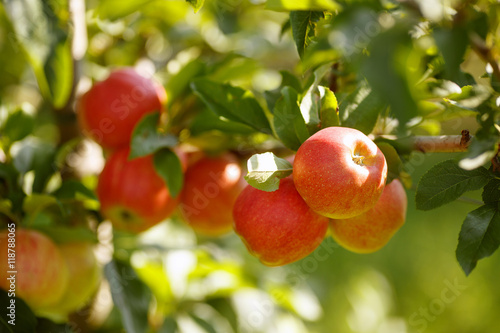 Red apples in a garden