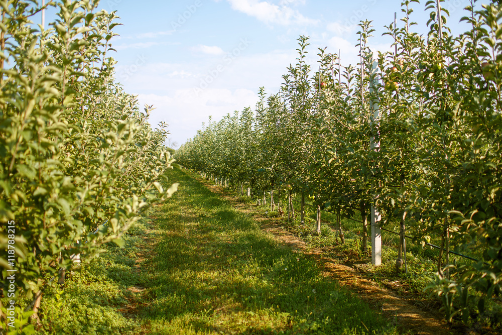 Obraz premium Apple Orchard
