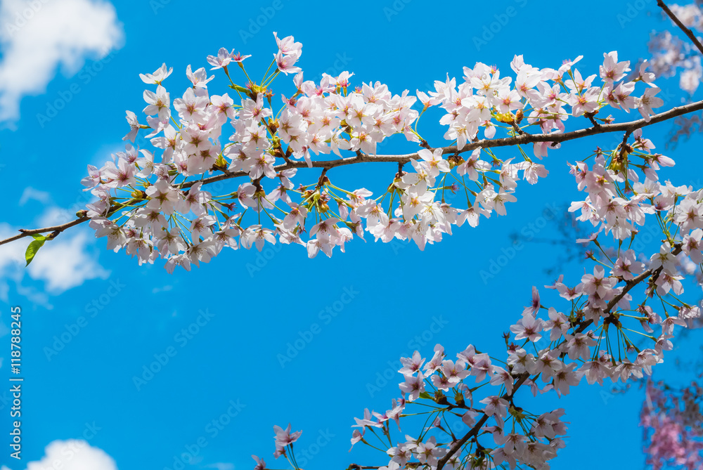 Cherry blossoms at the Hirosaki Castle Park Cherry blossoms at the Hirosaki Castle Park