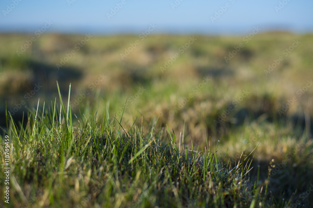 Background - a young, green grass covered with drops of dew.