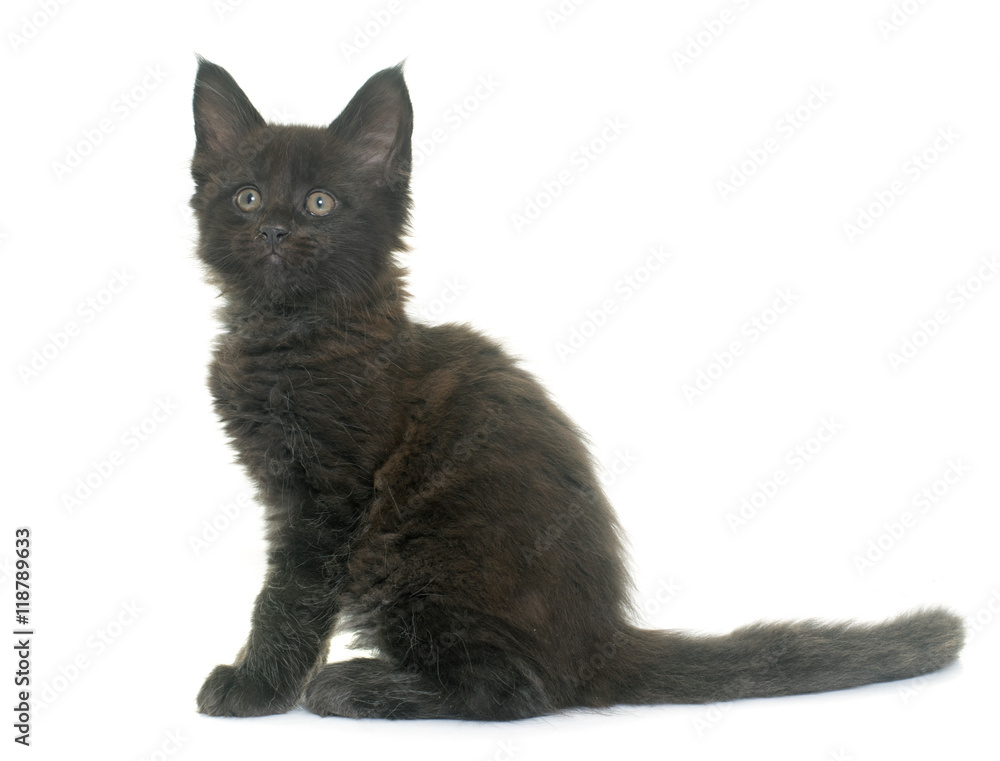 Obraz premium maine coon kitten