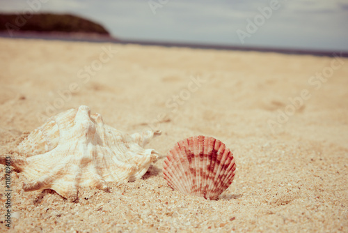 Seashell on beautiful tropical island beach summer holiday - Travel summer vacation concept.	