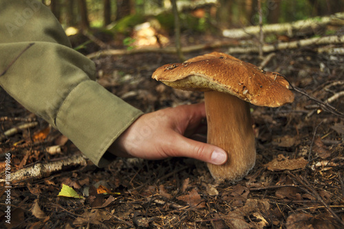 Рука тянется чтобы сорвать гриб, лес, природа, белый гриб, осень