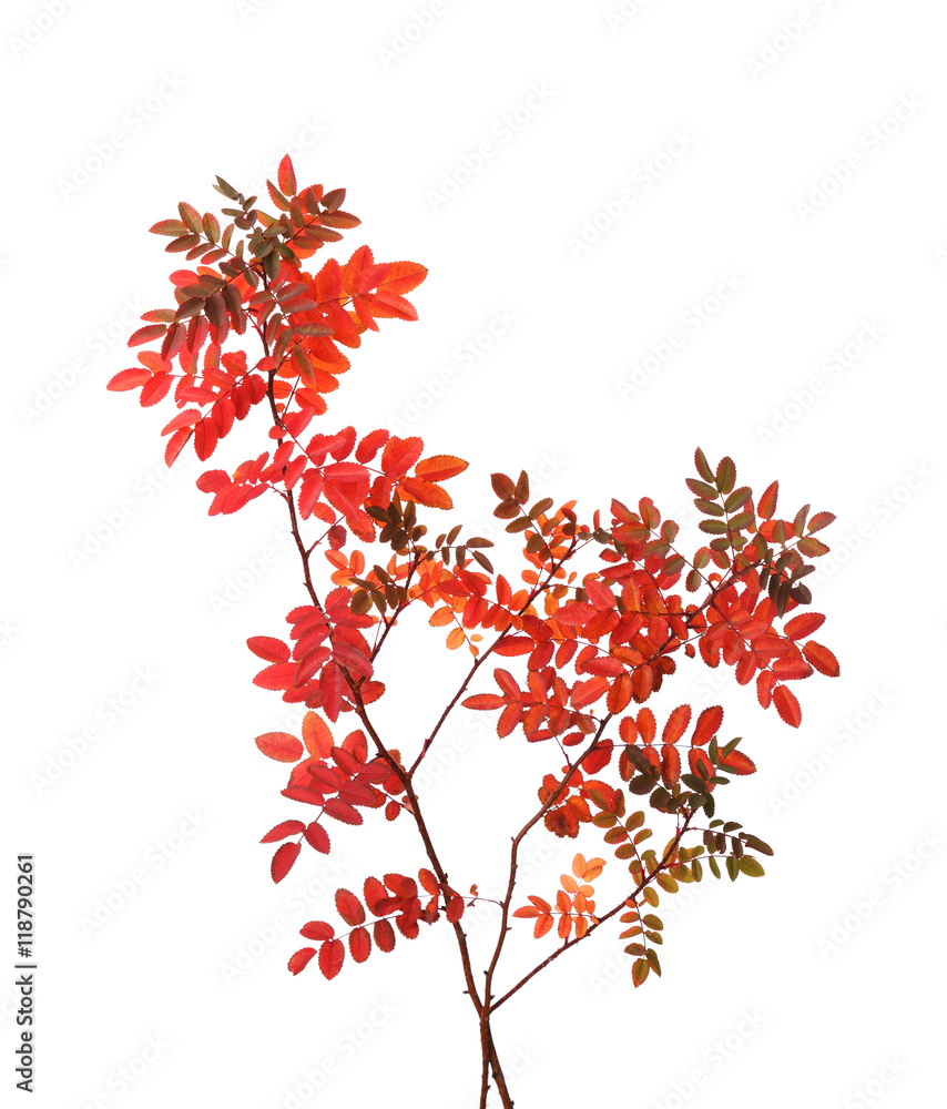 Two branches with colorful autumn leaves (Rose) isolated on white Two branches with colorful autumn leaves (Rose) isolated on white
