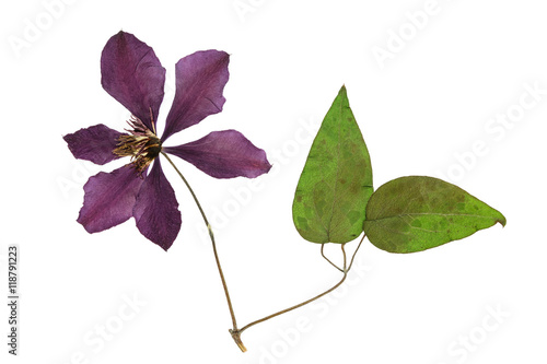 Pressed and dried flower clematis. Isolated