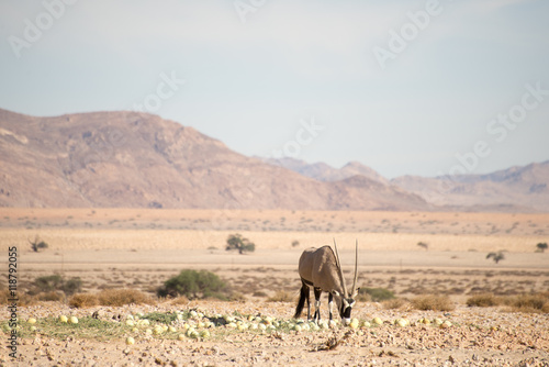 Oryx in Desert Eating Melons