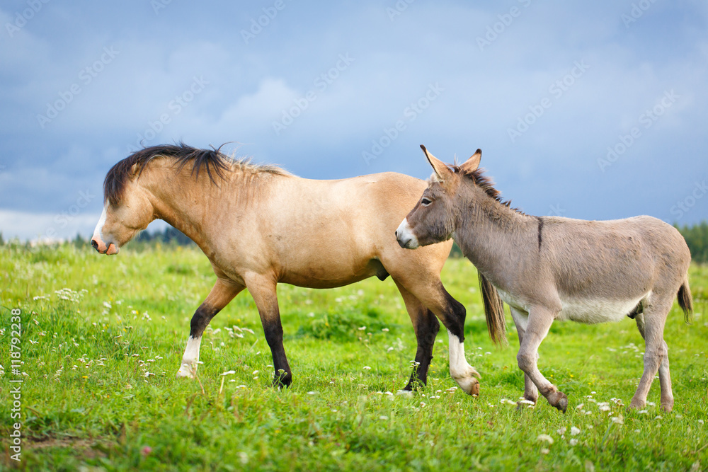 Fototapeta premium welsh pony and gray donkey