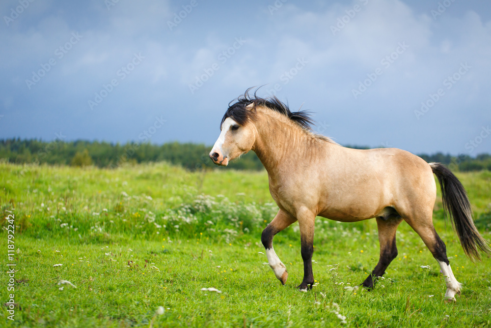 Obraz premium welsh pony