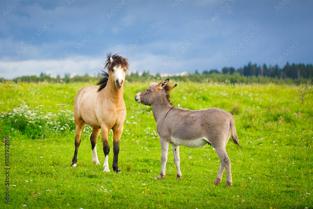 welsh pony and gray donkey welsh pony and gray donkey