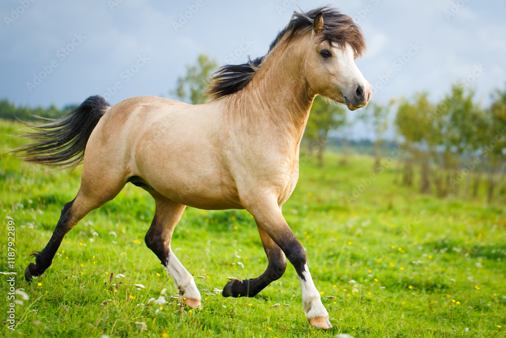 Naklejka premium welsh pony