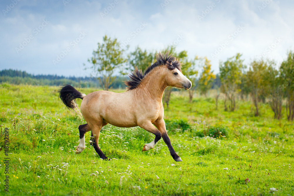 welsh pony welsh pony