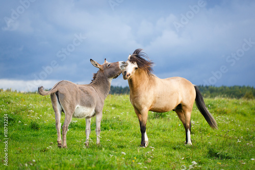 Fototapeta Naklejka Na Ścianę i Meble -  welsh pony and gray donkey