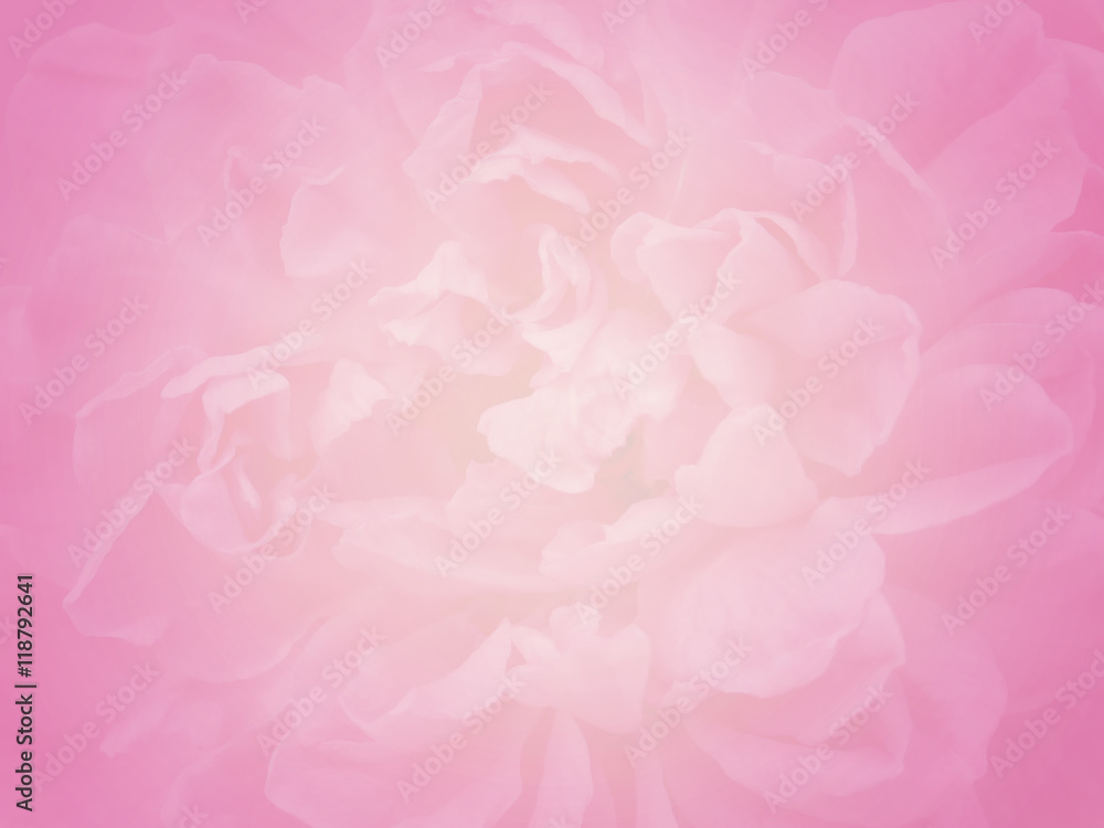 close-up blurred blooming pale pastel pink rose flower, valentine background
