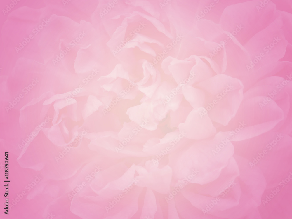 close-up blurred blooming pale pastel pink rose flower, valentine background close-up blurred blooming pale pastel pink rose flower, valentine background