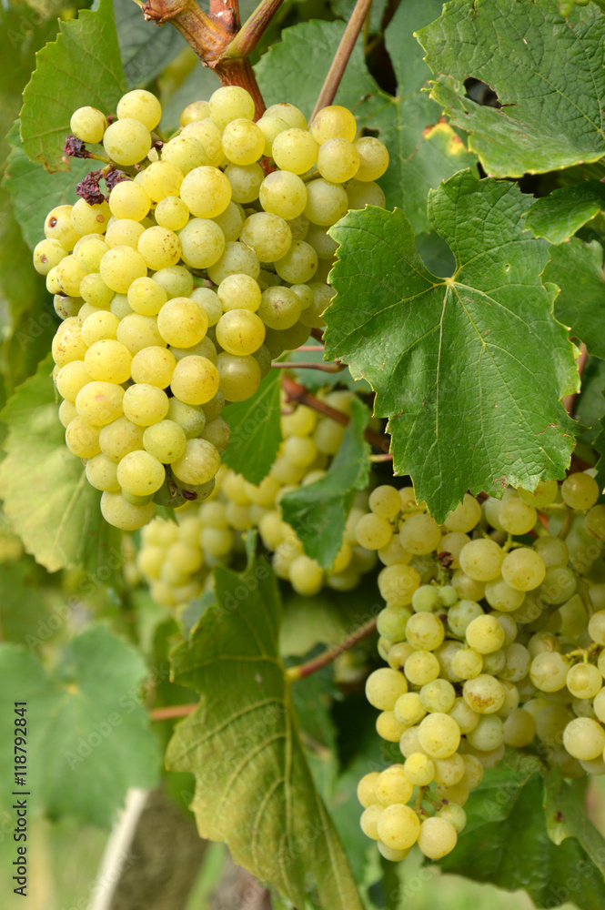 Bunches of grapes in a vineyard before harvest