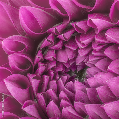 Purple flower petals, close up and macro of chrysanthemum, beautiful abstract background © boule1301