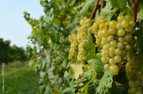 Wallpaper Mural Bunches of grapes in a vineyard before harvest Torontodigital.ca