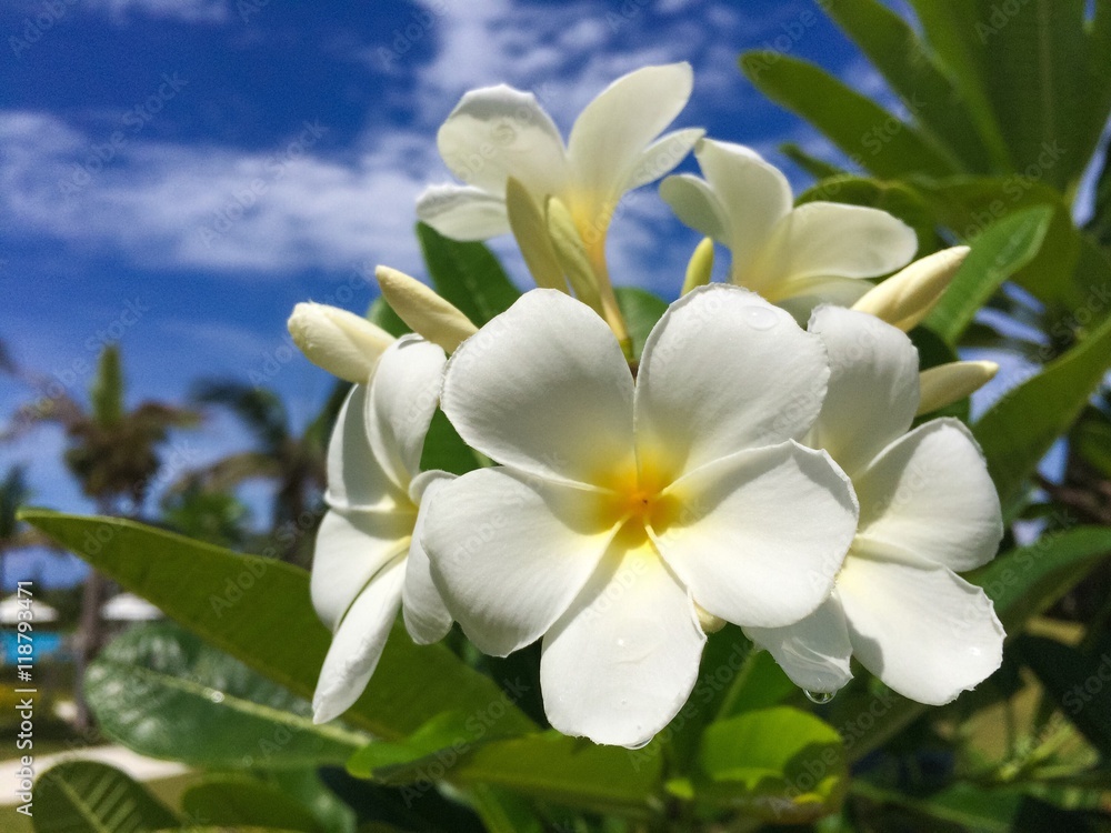 Frangipani blooming in resort Frangipani blooming in resort