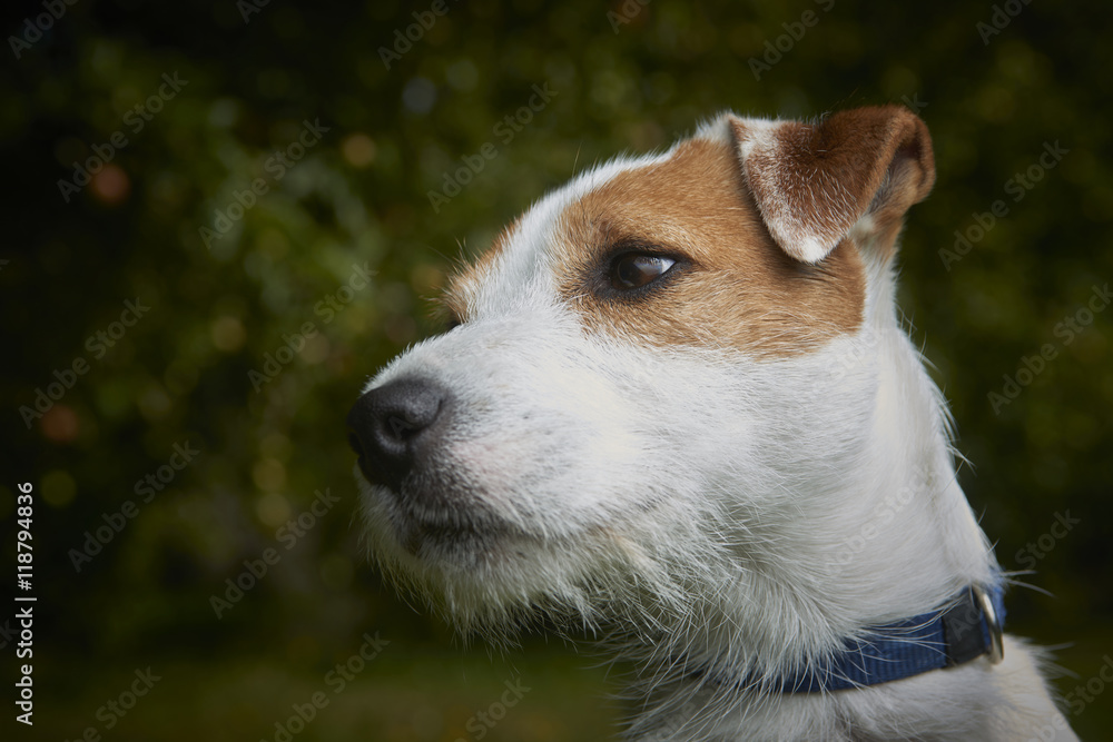 Portrait of Jack Russell Parson Terrier pet dog Portrait of Jack Russell Parson Terrier pet dog