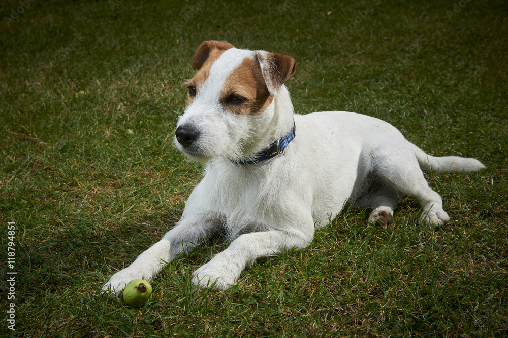 Jack Russell Parson Terrier dog lying on grass lawn

