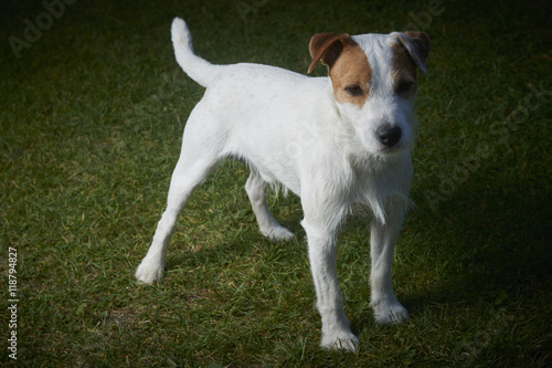 Jack Russell Parson Terrier dog standing on green grass