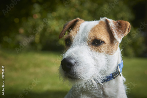 Portrait of Jack Russell Parson Terrier pet dog  © Petr Bonek