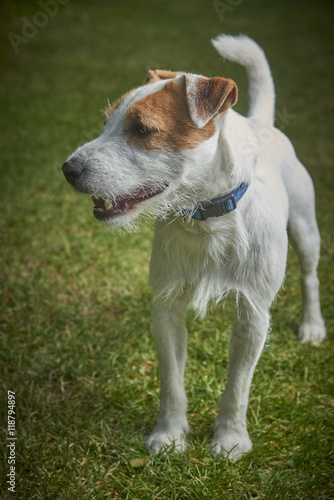 Jack Russell Parson Terrier dog standing on green grass 