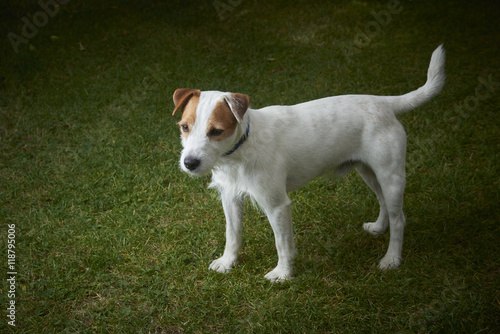 Jack Russell Parson Terrier dog standing on green grass  © Petr Bonek