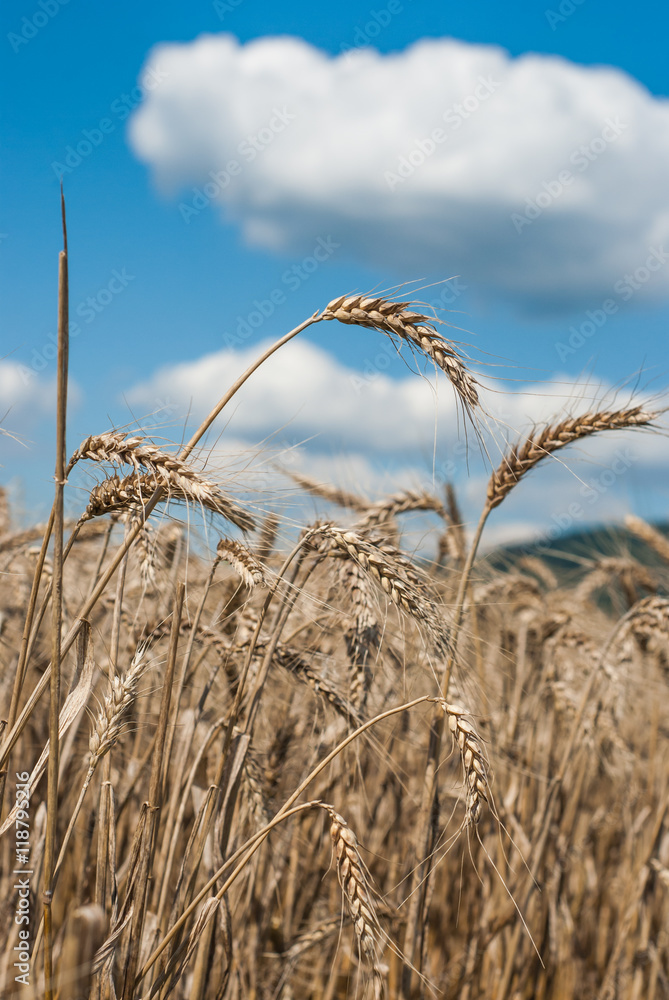 Obraz premium Wheat field