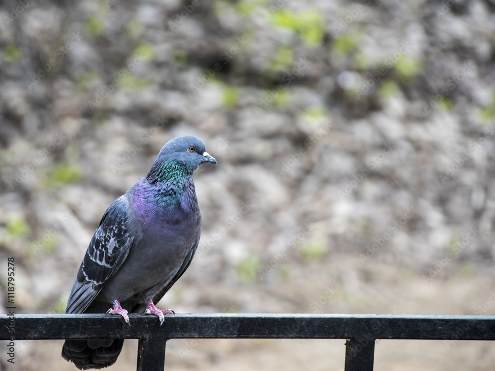 Pigeon on railings in the park. Amazing birds. Spring nature with bird. Pigeon on railings in the park. Amazing birds. Spring nature with bird.