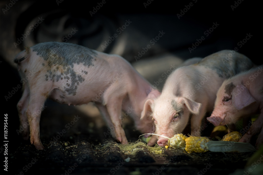 Pigs (piggies) taking foods in farm Pigs (piggies) taking foods in farm