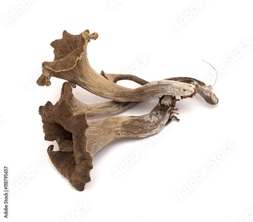 trumpet of the dead edible mushroom
