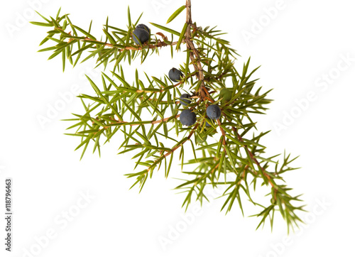 common juniper twig with ripe and unripe berries photo