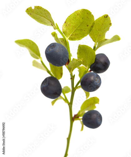 Bilberry branches with berries