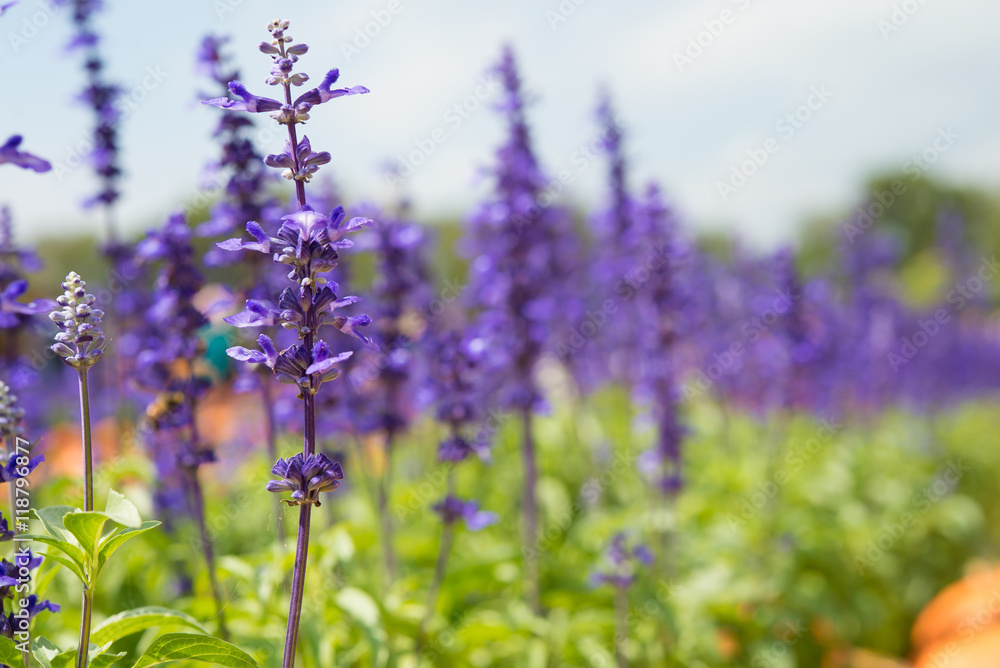 Beautiful lavender flower in outdoors garden sunny day.