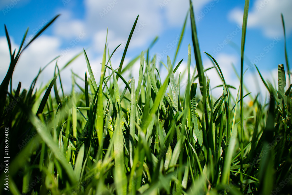 Obraz premium spring field