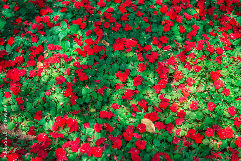 Beautiful red flowers in garden sunny day.