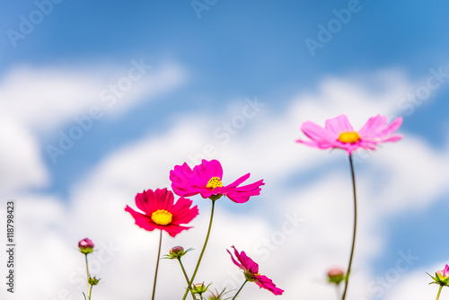 A cosmos flower with blue sky in sunny day with blue sky background.