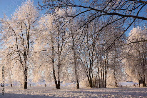 Winterszene, Bäume im Park photo
