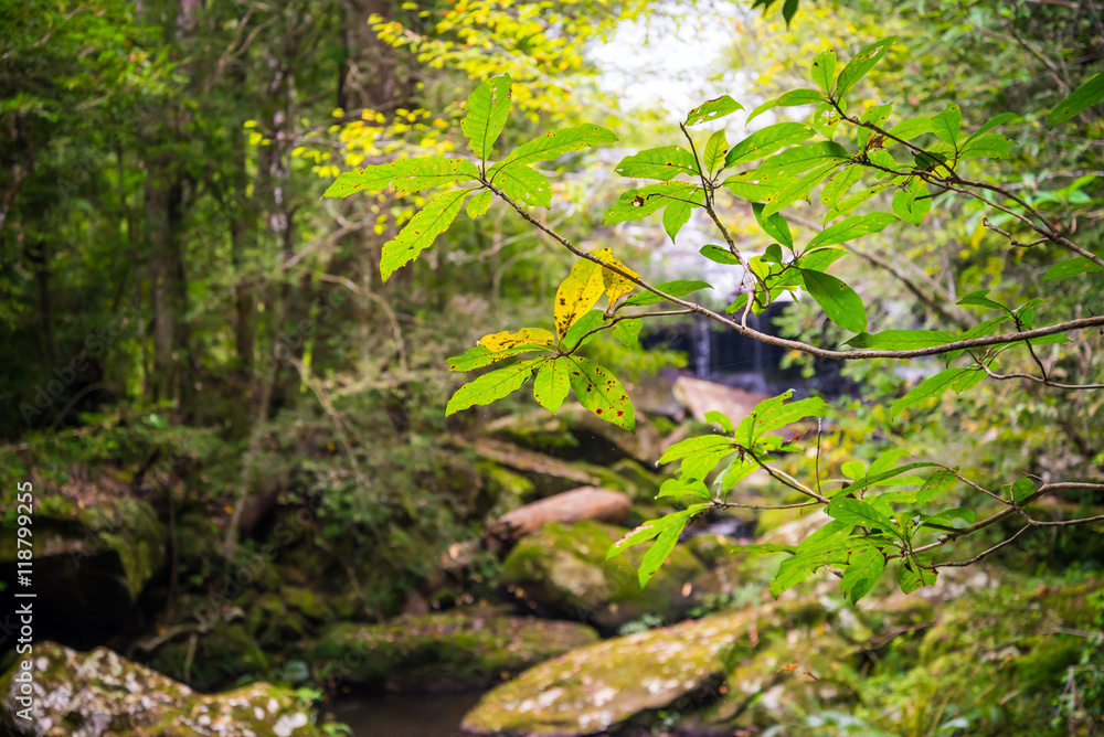 Green leaves tree in stream by cascade falls or waterfall in the deep forest. Green nature traveling concept