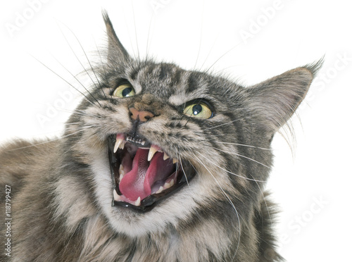 angry maine coon