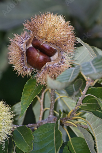 American chestnut fruits (Castanea dentata)