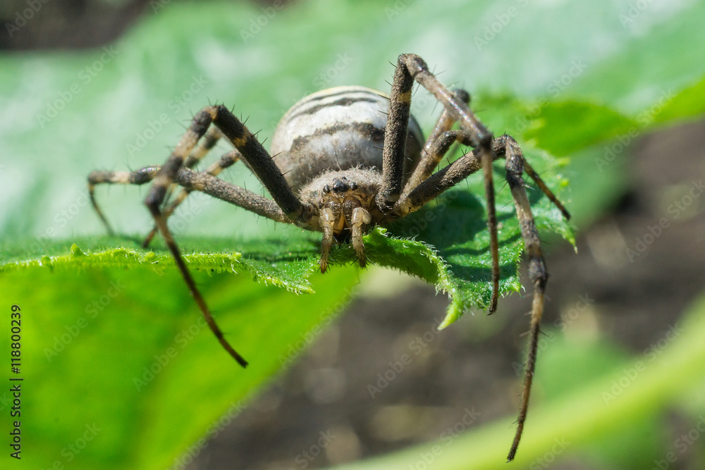 Fototapeta premium spider on a green leaf
