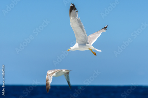 Seagull is flying and soaring over blue sea.