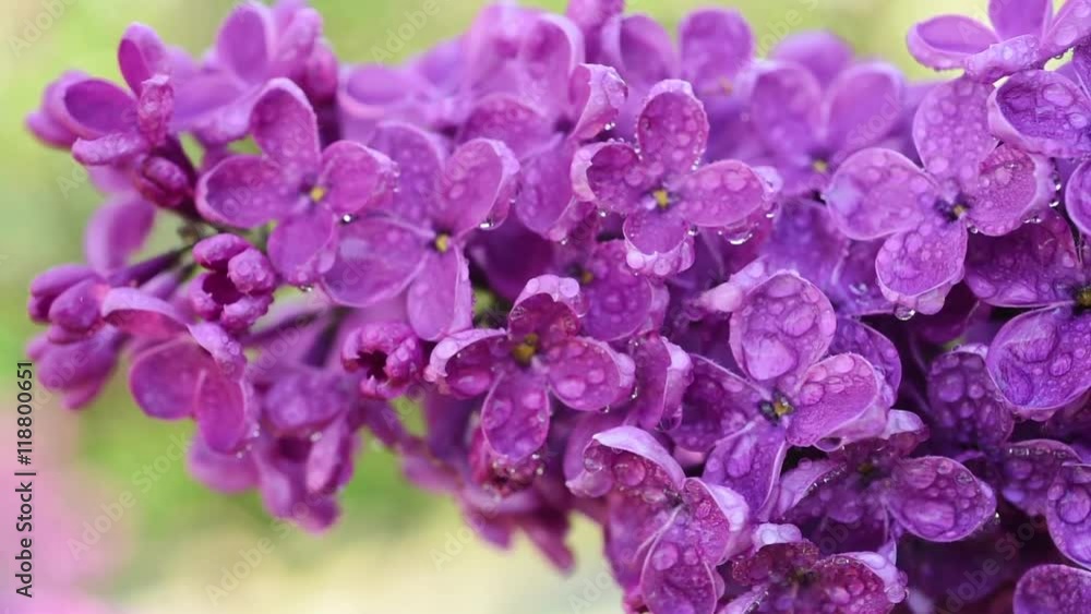 Lilac purple flowers tree with water drops close up, natural seasonal spring floral macro background with copy space Lilac purple flowers tree with water drops close up, natural seasonal spring floral macro background with copy space