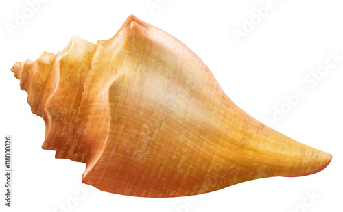 Seashell. Vector illustration.