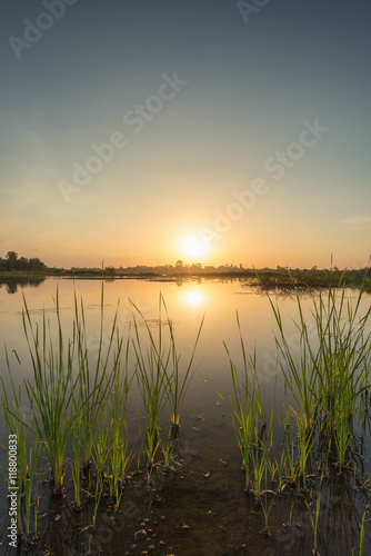 Scenic of swamps in national park at sunset