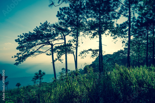 Pine forest on the mountain - Vintage filter effect