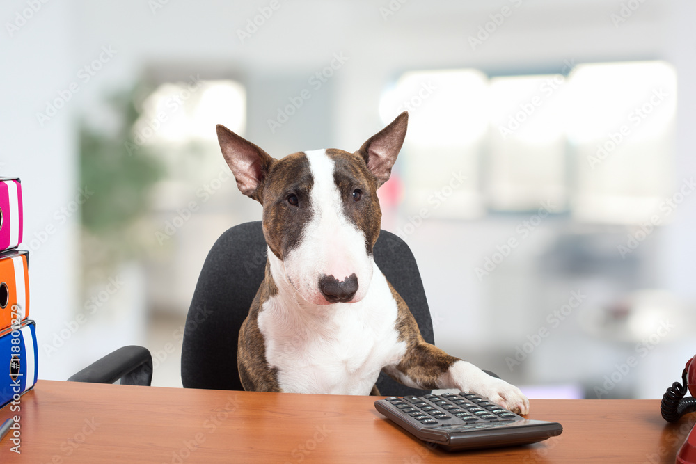 Dog using a calculator